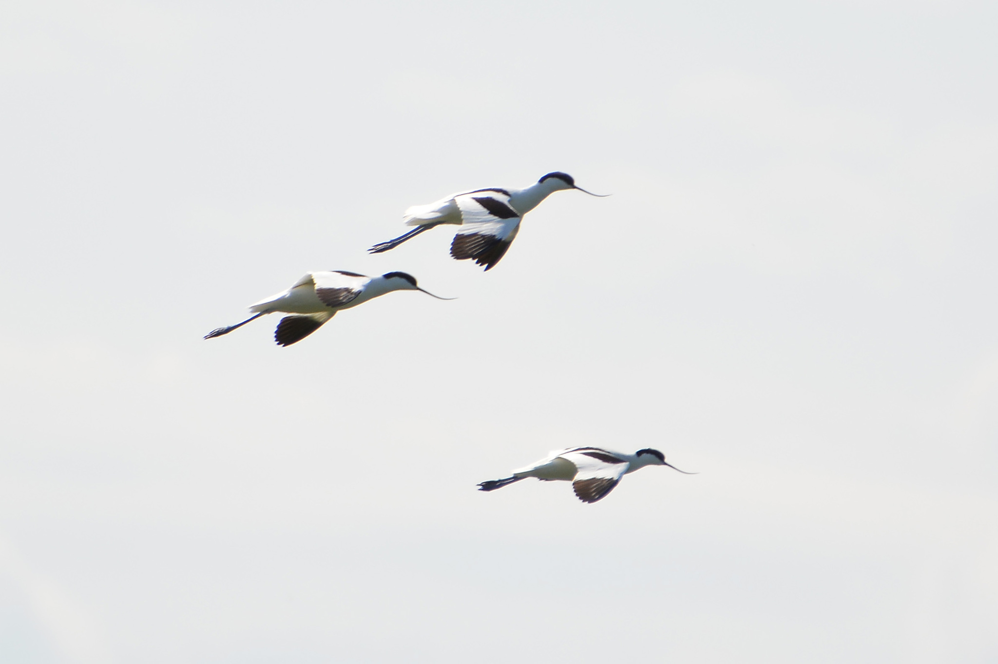 iNaturalist.org. Г. Столбова, Новочебоксарск Чувашия, апрель 2024