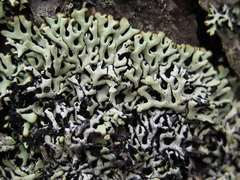 Hypogymnia incurvoides