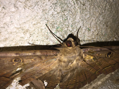 Ascalapha odorata