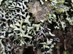 Hypogymnia incurvoides