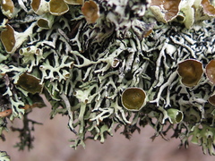 Hypogymnia krogiae