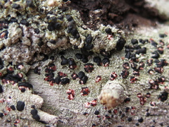Mycoblastus sanguinarioides