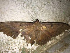 Ascalapha odorata