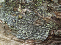 Mycoblastus caesius