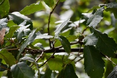 Quercus liebmannii