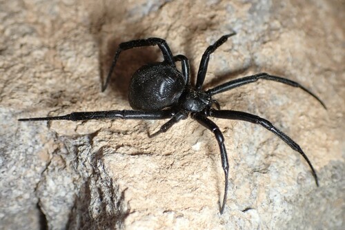 Dahl's Black Widow