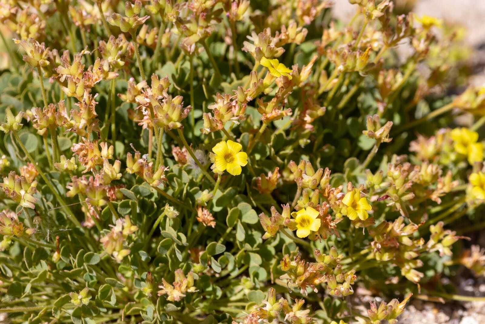 Oxalis squarrosa Barnéoud