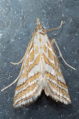 Leptosteges parthenialis
