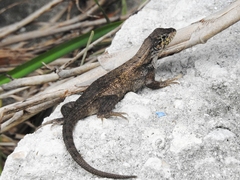 Leiocephalus carinatus