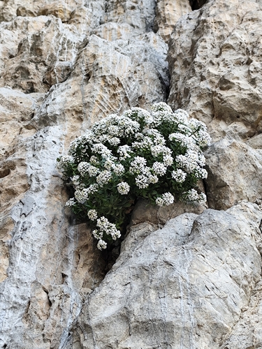 Iberis semperflorens, photograph 5