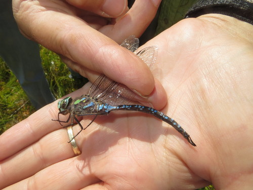 Canada Darner photo 4