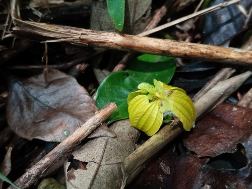 Foto de Pau-Fava
