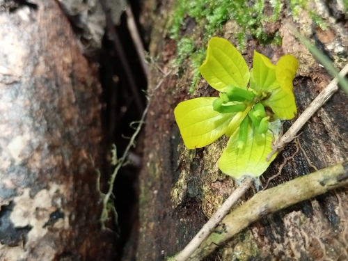 Foto de Pau-Fava