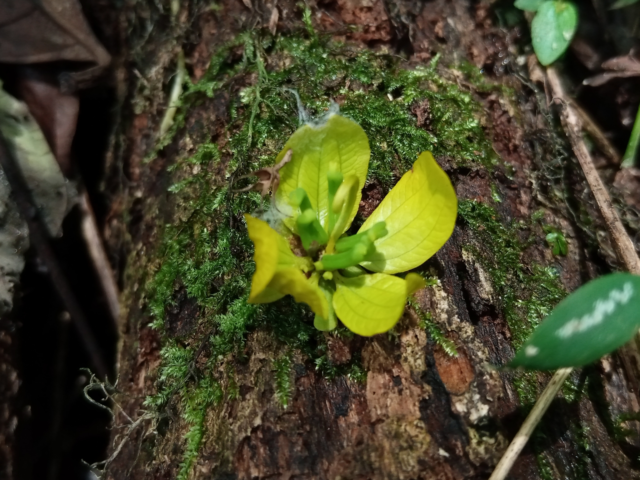 Imagem de Pau-Fava