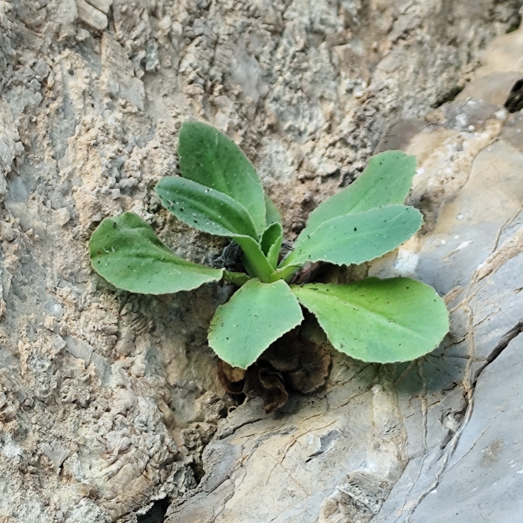 Imagem de Primavera