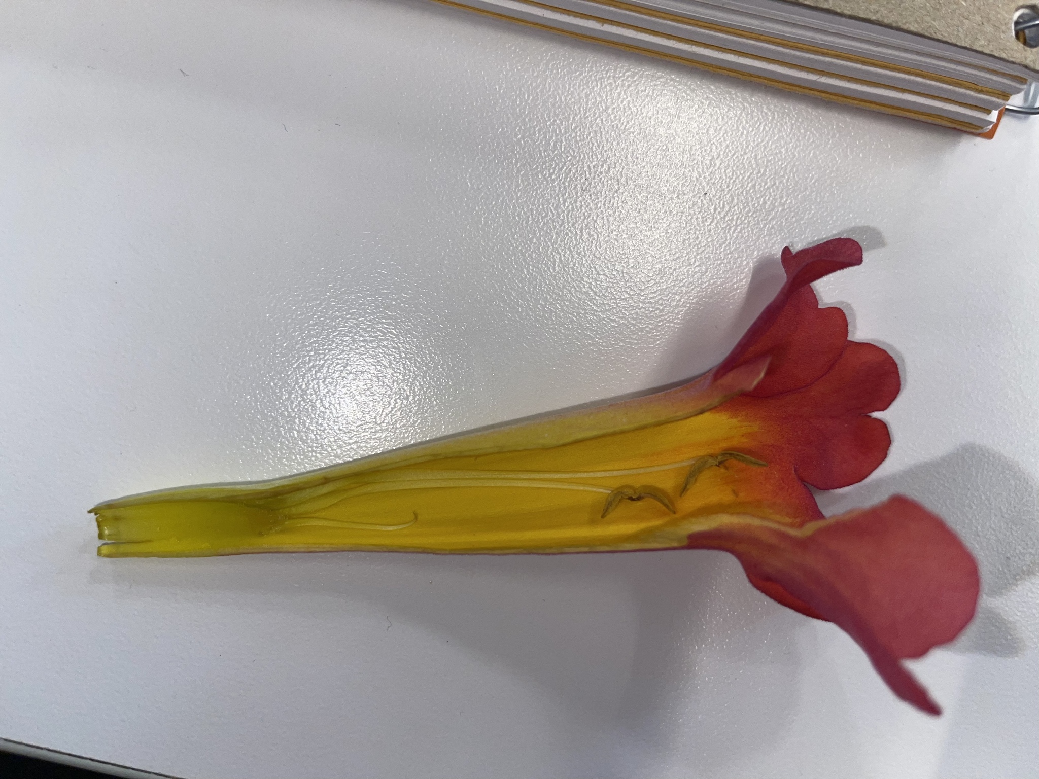 Imagem de Trombeta-chinesa
