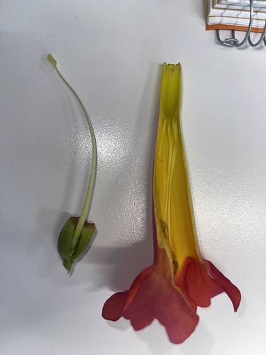 Foto de Trombeta-chinesa