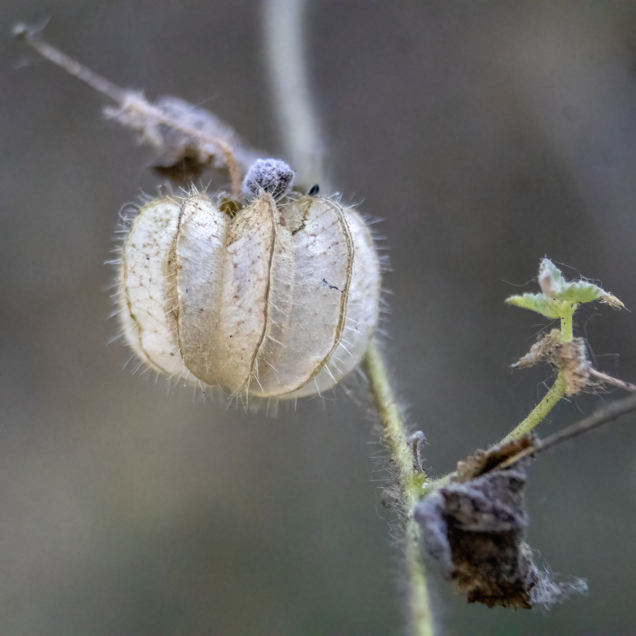Imagem de Malva-branca