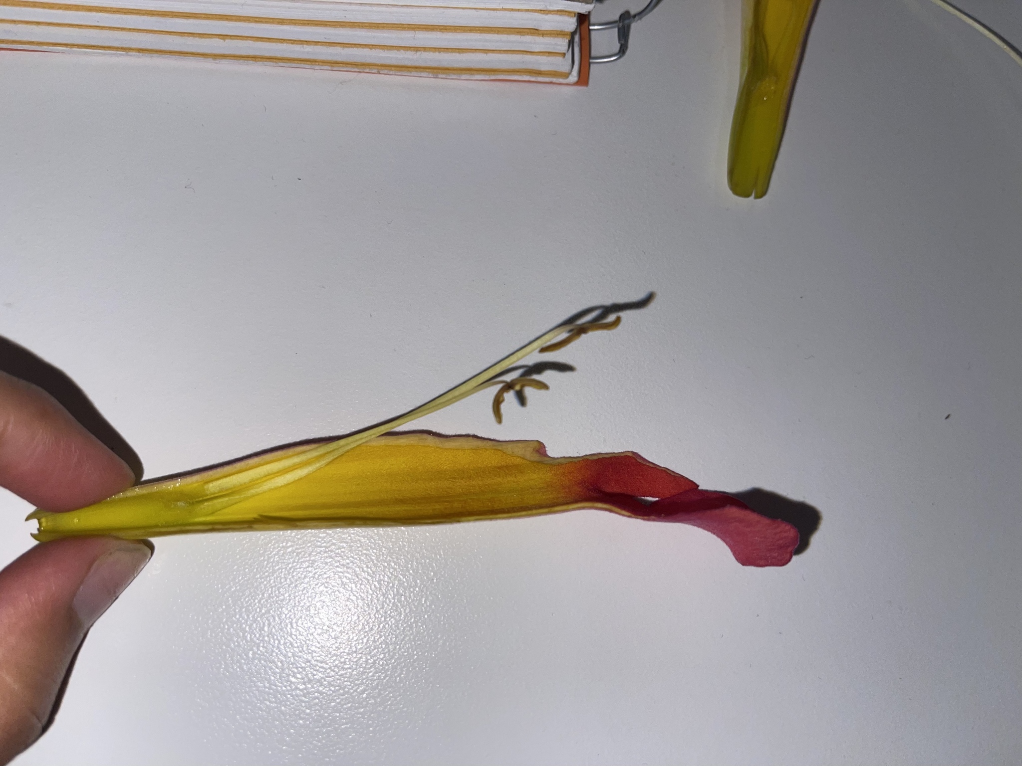Imagem de Trombeta-chinesa