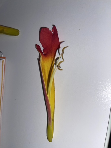 Foto de Trombeta-chinesa