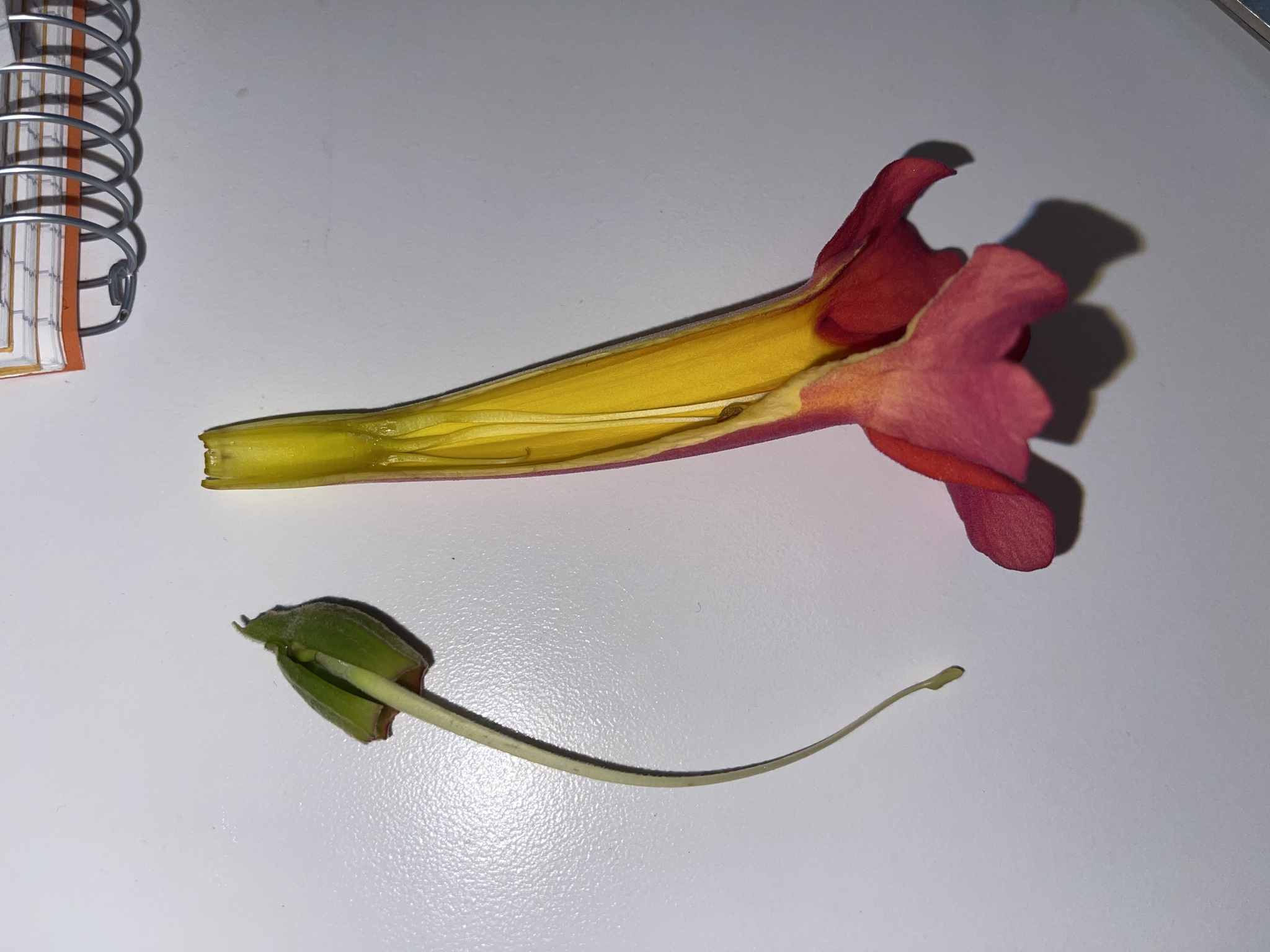 Imagem de Trombeta-chinesa