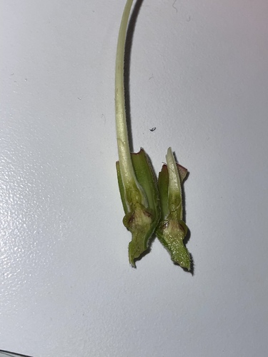 Foto de Trombeta-chinesa