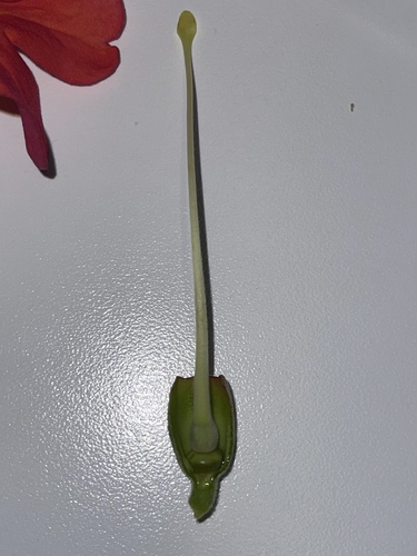 Foto de Trombeta-chinesa