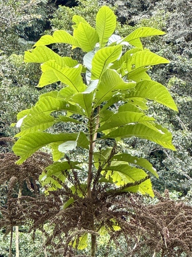 manzanillo (Alseis yucatanensis)