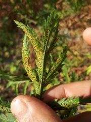 Puccinia tanaceti