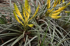 Tillandsia flavobracteata