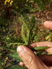 Puccinia tanaceti