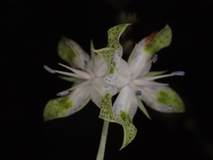 Frasera albomarginata