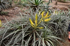 Tillandsia flavobracteata