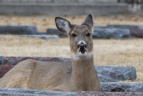 White-tailed Deer photographed in Illinois