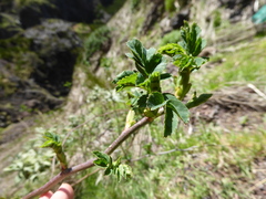 Sorbus maderensis, photograph (c) fmunoz, some rights reserved (CC BY)