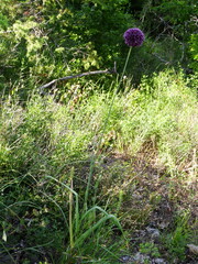 Ail Violet (Allium atroviolaceum)