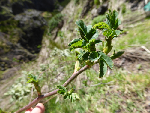 Sorbus maderensis, photograph 3