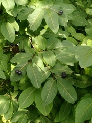 Lonicera nigra