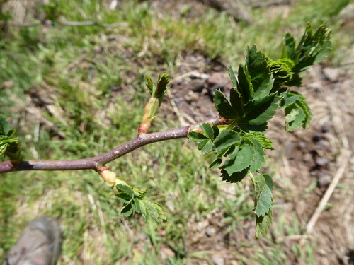 Sorbus maderensis, photograph 4
