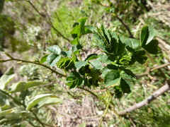 Sorbus maderensis, photograph (c) fmunoz, some rights reserved (CC BY)