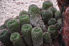 Mammillaria karwinskiana