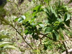 Sorbus maderensis, photograph (c) fmunoz, some rights reserved (CC BY)