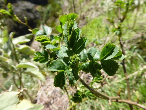 Sorbus maderensis