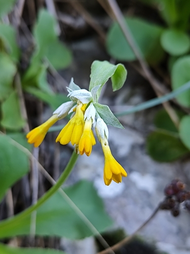 Primula palinuri, photograph 6