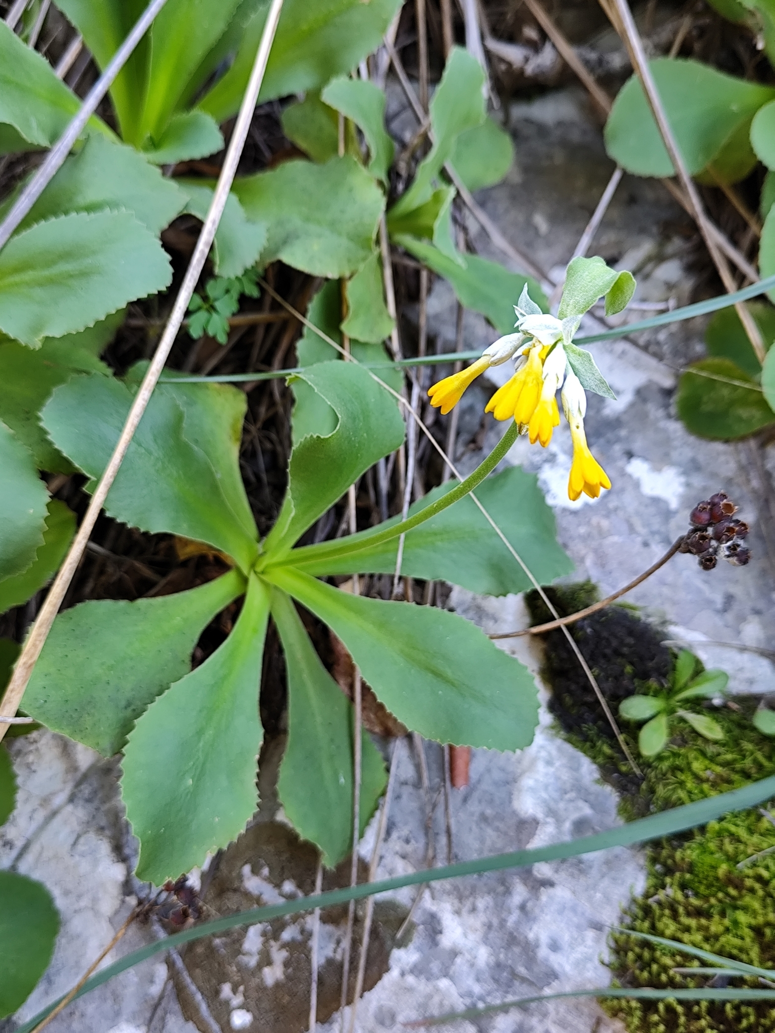 Imagem de Primavera
