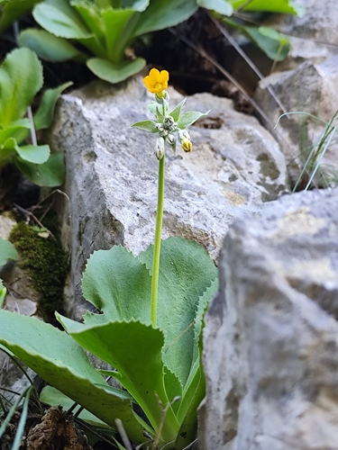 Primula palinuri, photograph 5