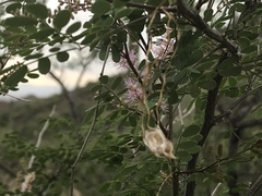 Mimosa distachya laxiflora