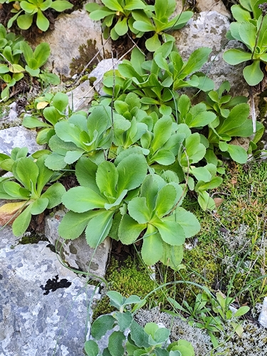 Primula palinuri, photograph 4