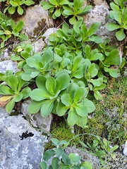 Primula palinuri, photograph (c) Francesco Santoro, some rights reserved (CC BY)