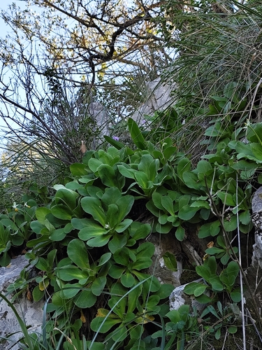 Primula palinuri, photograph 3